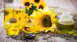 Dầu hướng dương – Tinh túy chăm sóc da từ hoa mặt trời